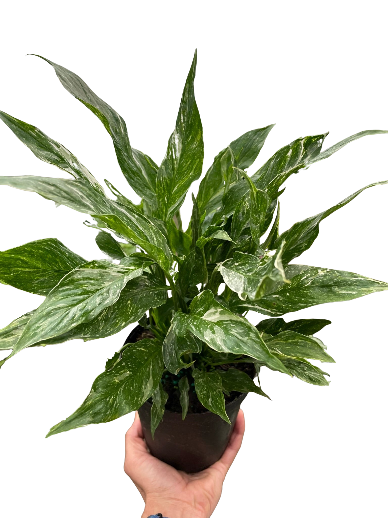 Variegated Spathiphyllum 'Domino' potted plant