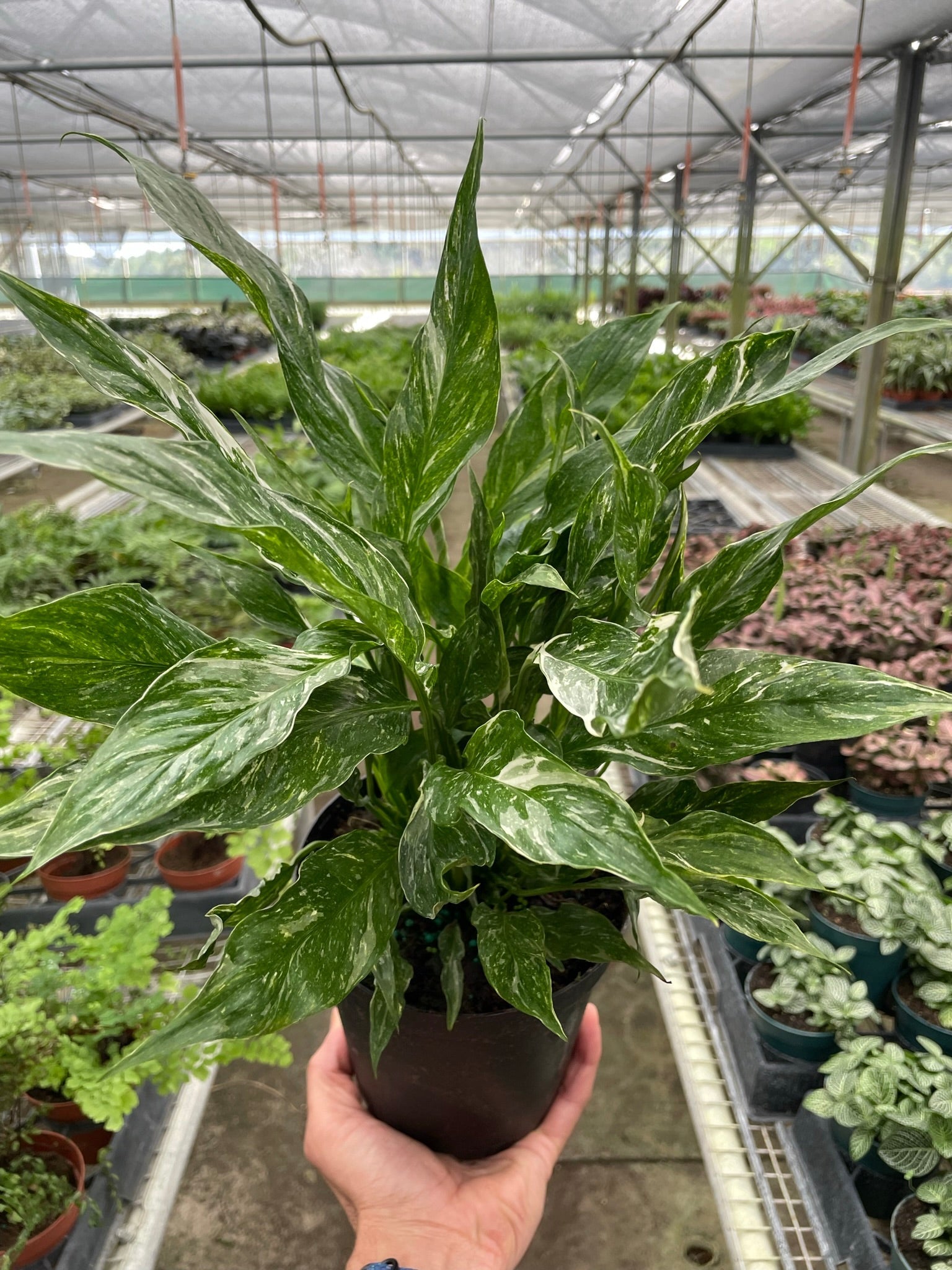 Variegated Spathiphyllum 'Domino' potted plant