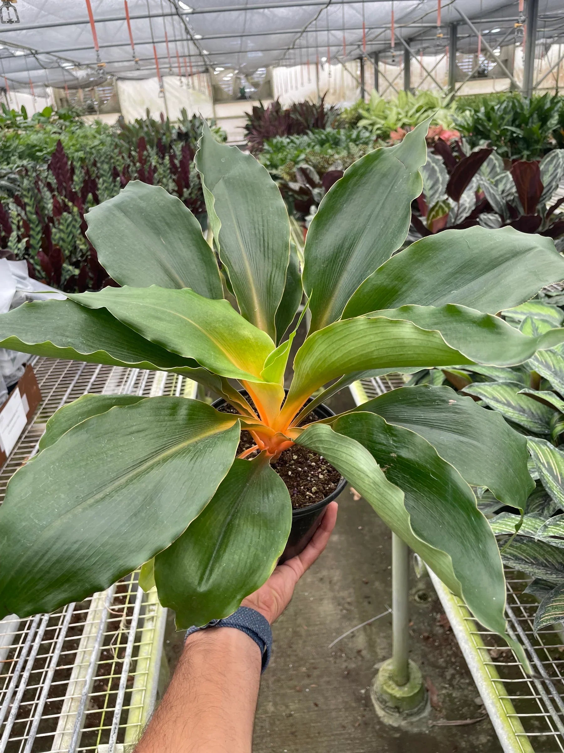 Spider Plant 'Fire Flash' potted plant