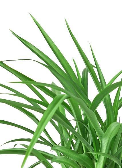 Spider Plant 'Green' potted plant