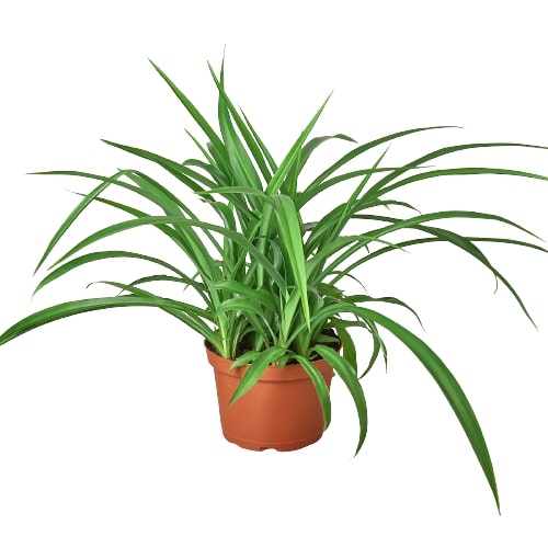 Spider Plant 'Green' potted plant