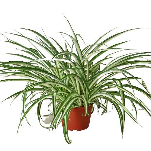 Spider Plant Reverse 6" potted plant