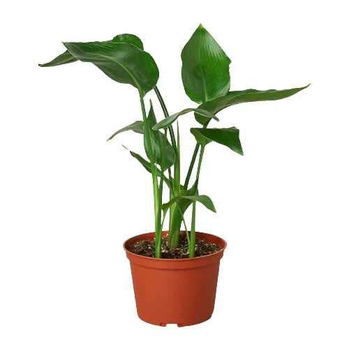 White Bird of Paradise 'Strelitzia Nicolai' potted plant