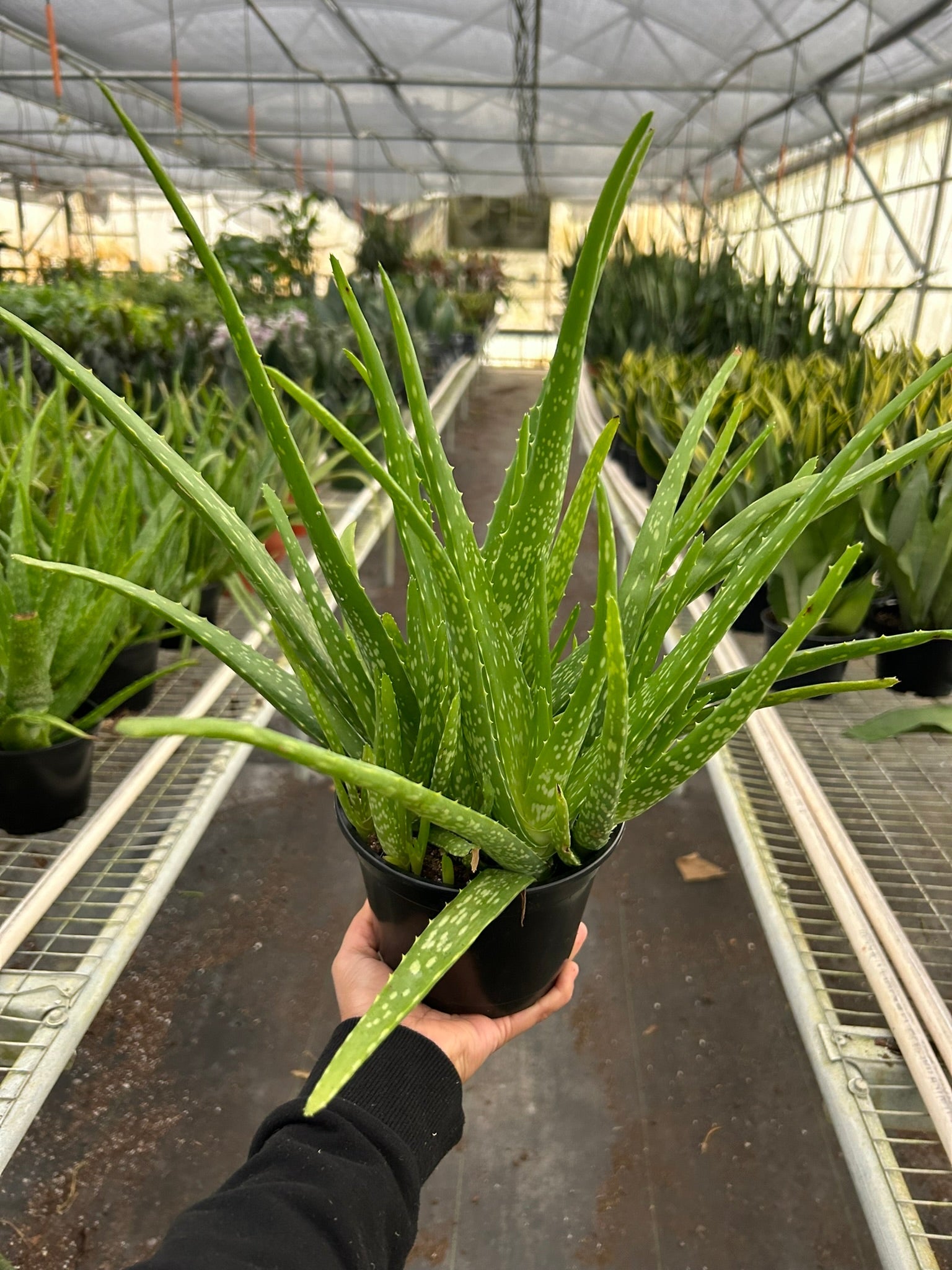 Aloe Vera potted plant