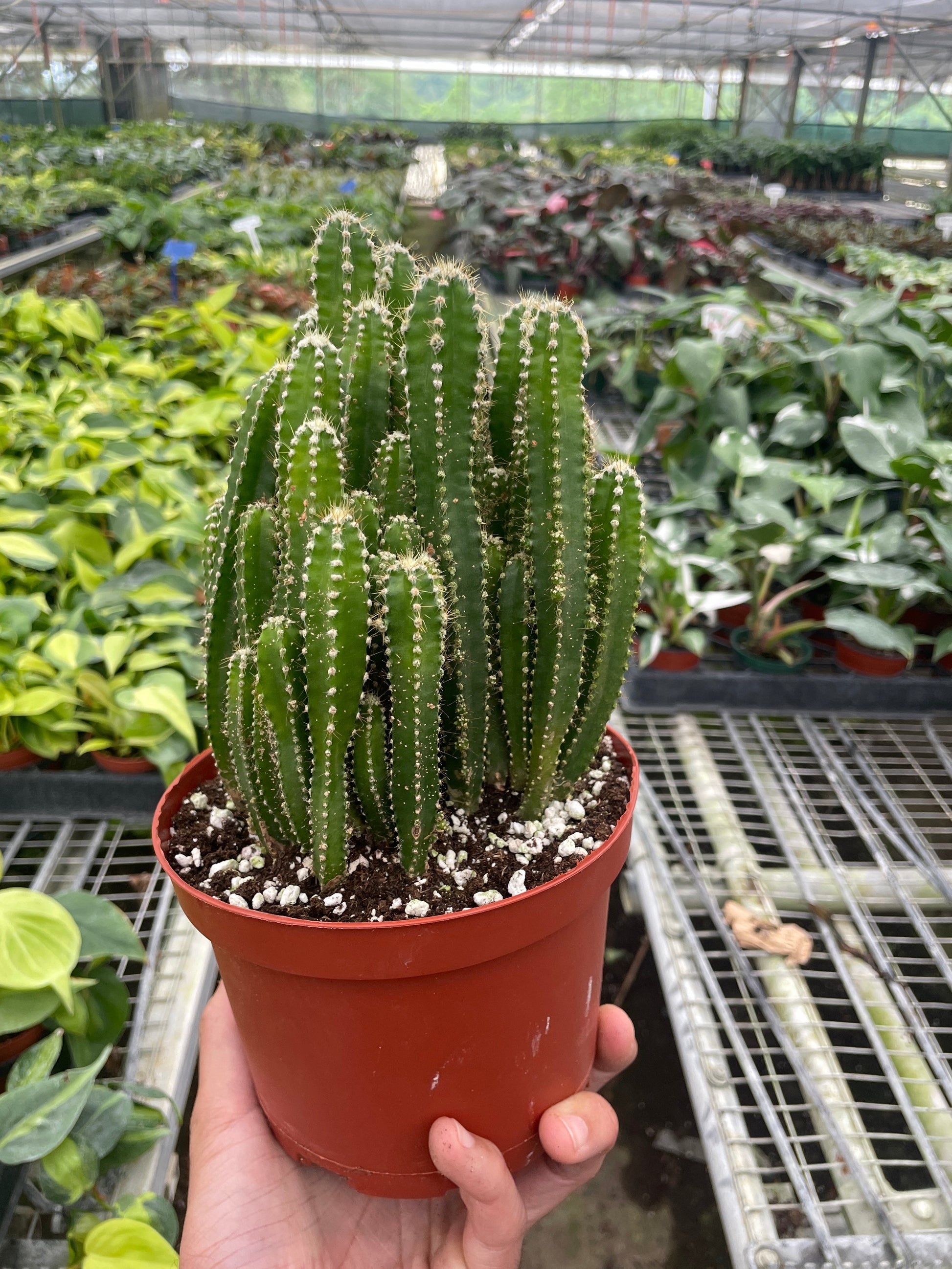 Fairy Castle Cactus potted plant