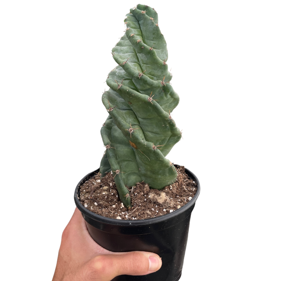 Cereus forbesii 'Spiralis' potted plant