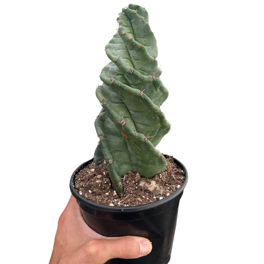 Cereus forbesii 'Spiralis' potted plant