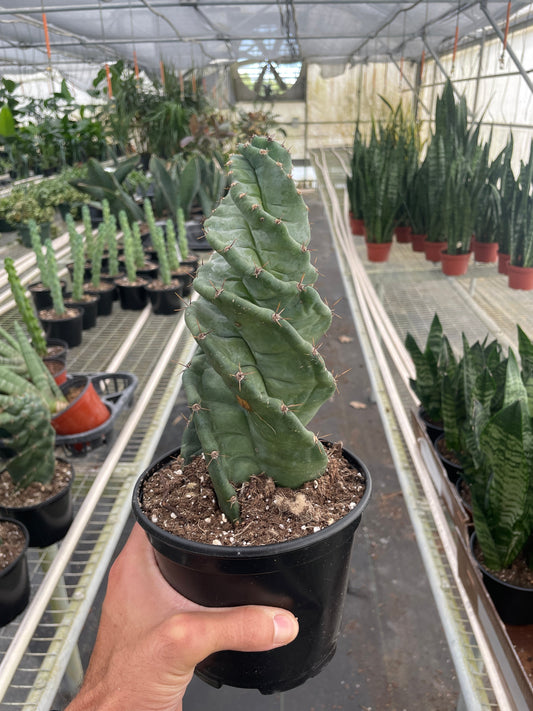 Cereus forbesii 'Spiralis' potted plant