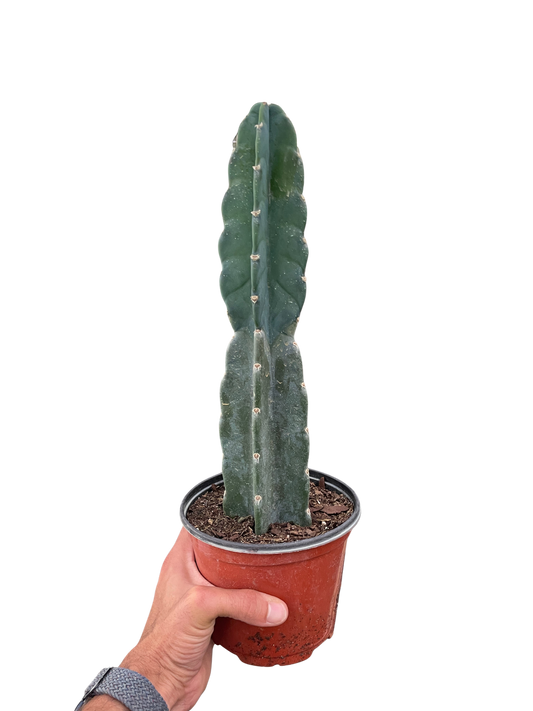 Succulent Cereus Cuddly Cactus potted plant