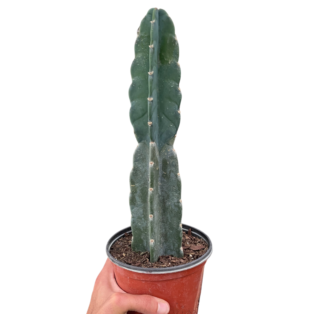 Succulent Cereus Cuddly Cactus potted plant