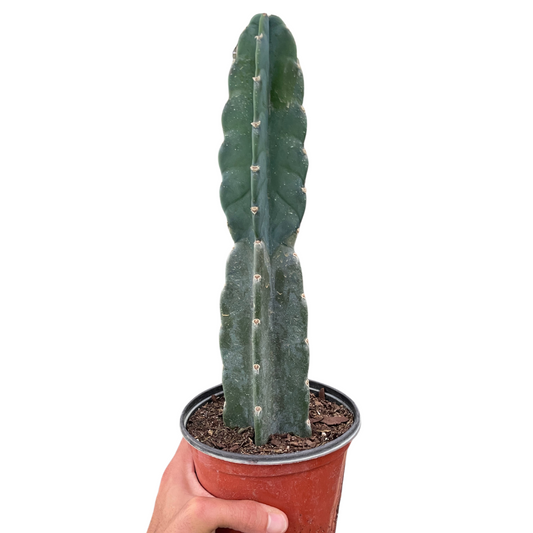 Succulent Cereus Cuddly Cactus potted plant