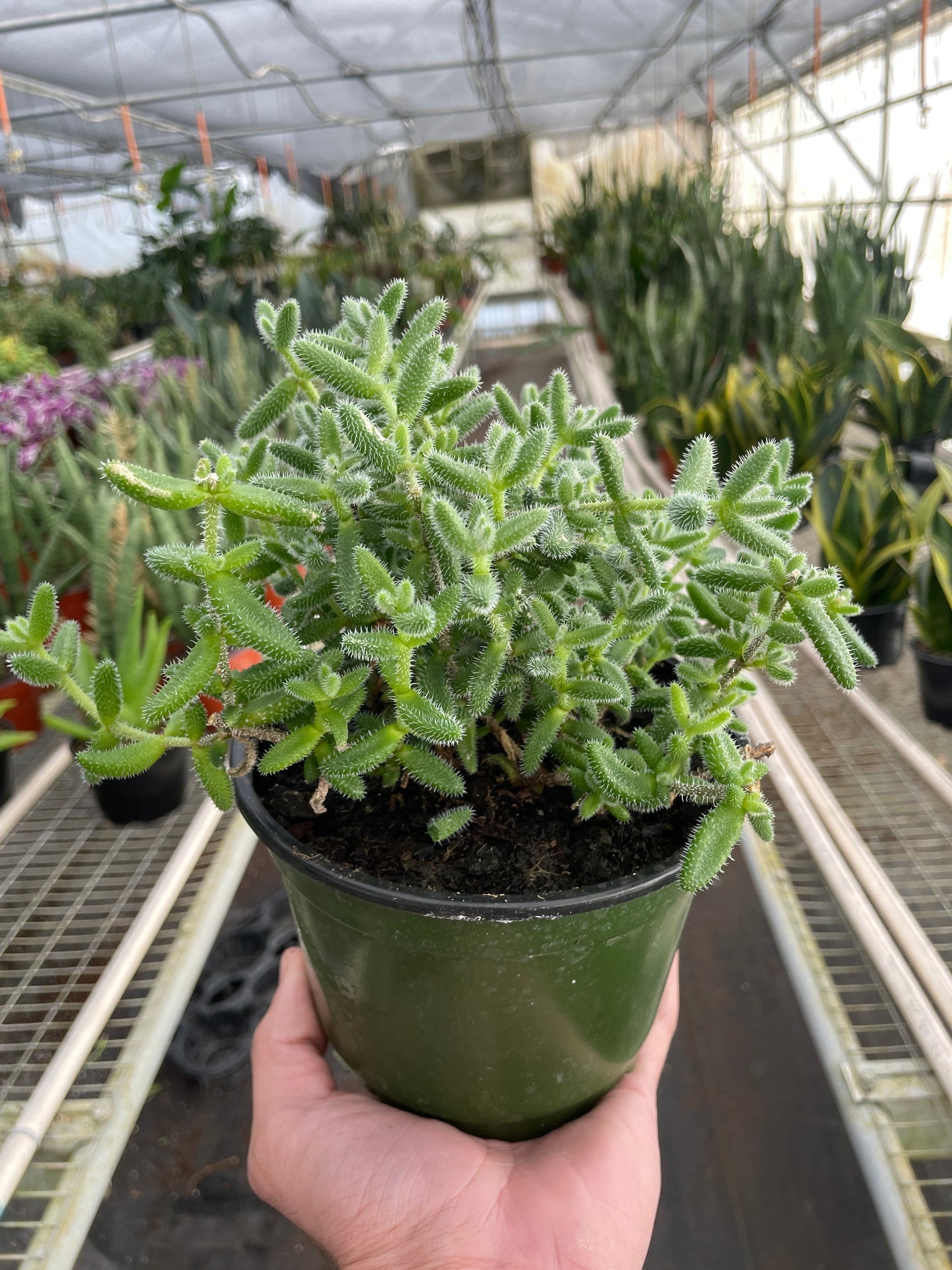 Delosperma echinatum 'Pickle Plant' potted plant