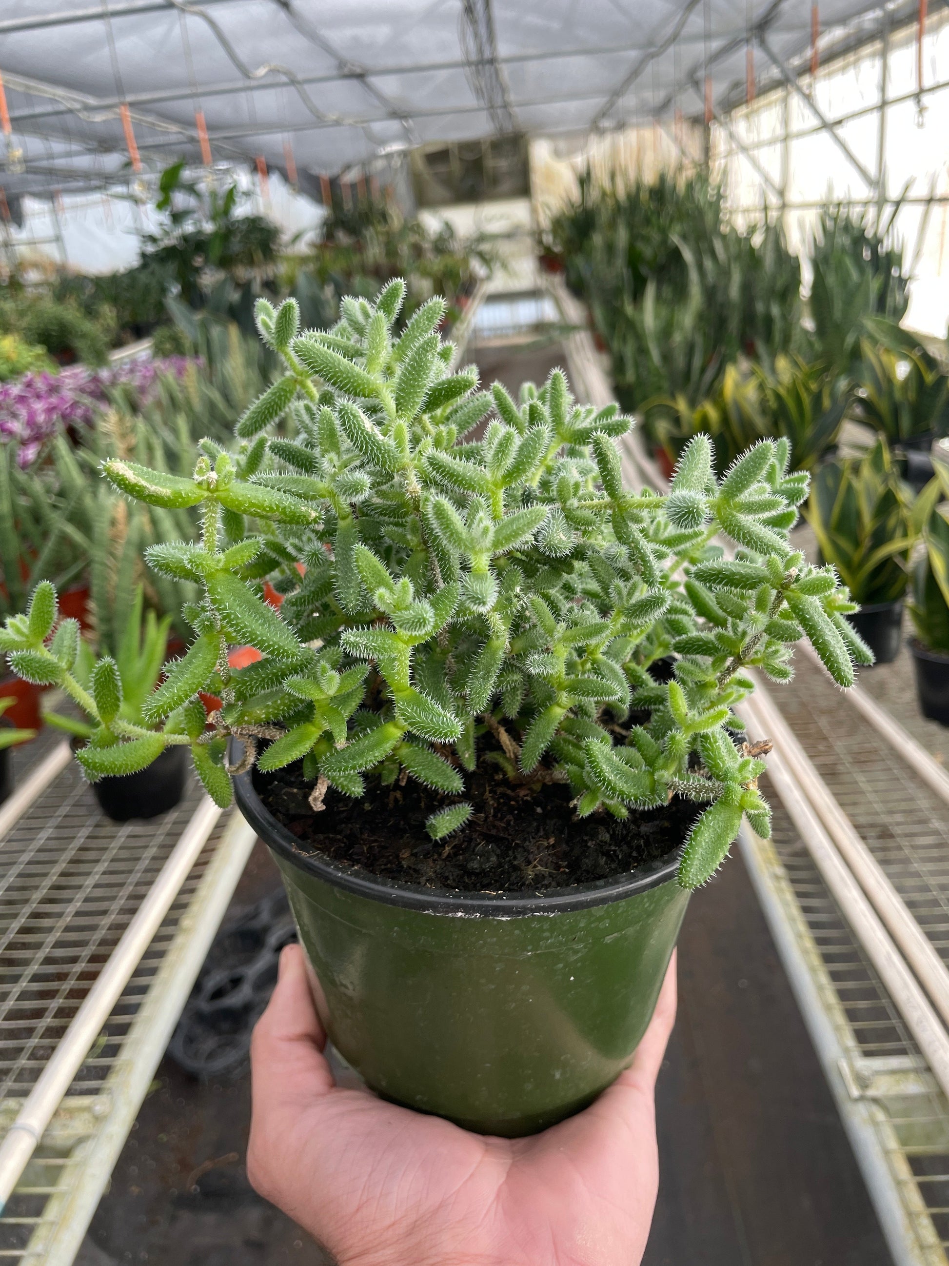 Delosperma echinatum 'Pickle Plant' potted plant