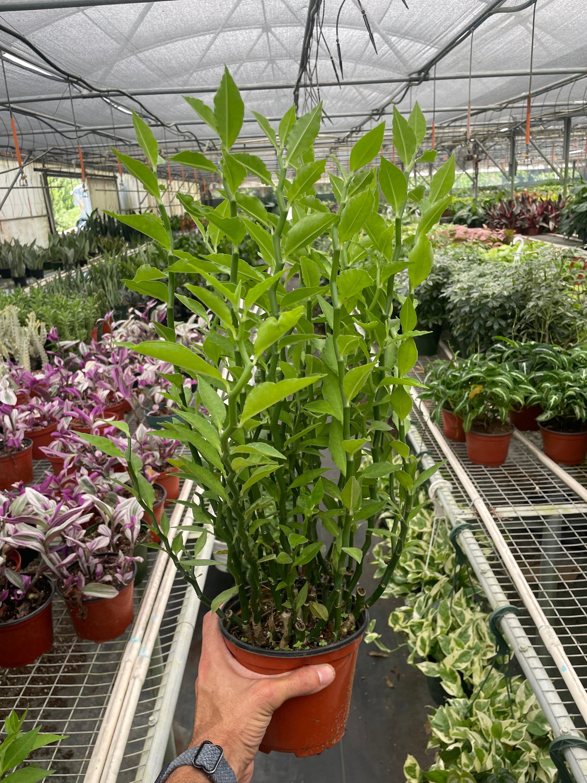 Devil's Backbone Euphorbia potted plant