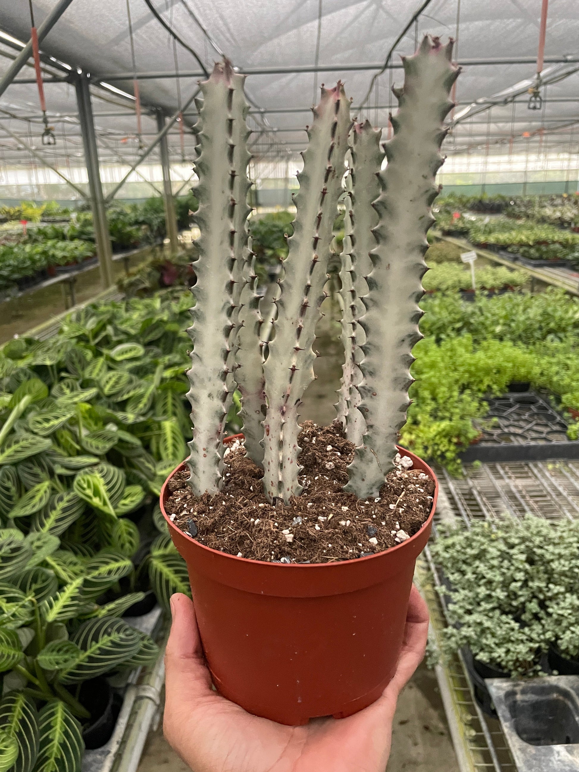 Succulent Euphorbia 'Dragon Bone' potted plant