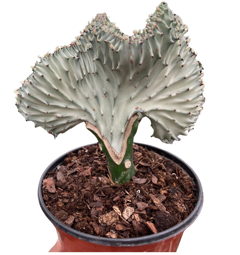 Succulent Euphorbia Lactea Ghost potted plant