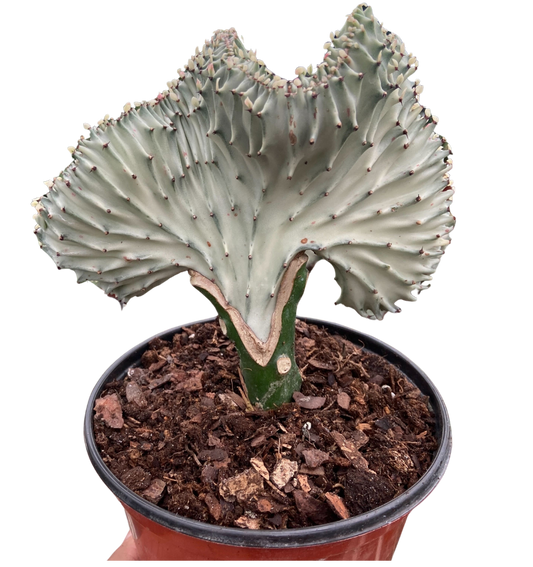 Succulent Euphorbia Lactea Ghost potted plant