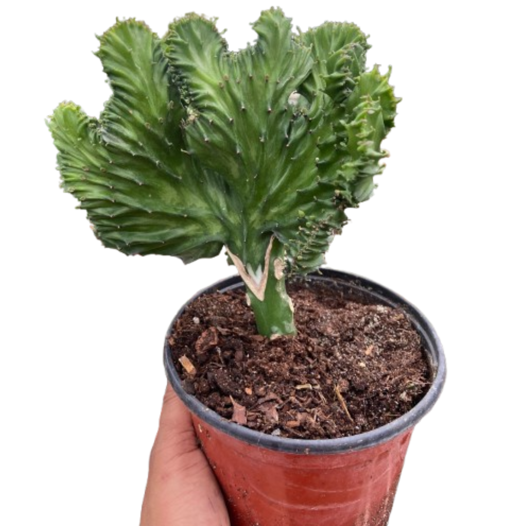 Succulent Euphorbia Lactea Mermaid Tail potted plant