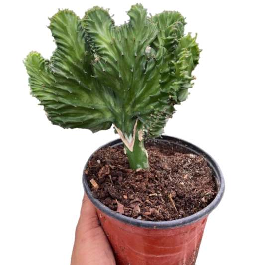 Succulent Euphorbia Lactea Mermaid Tail potted plant