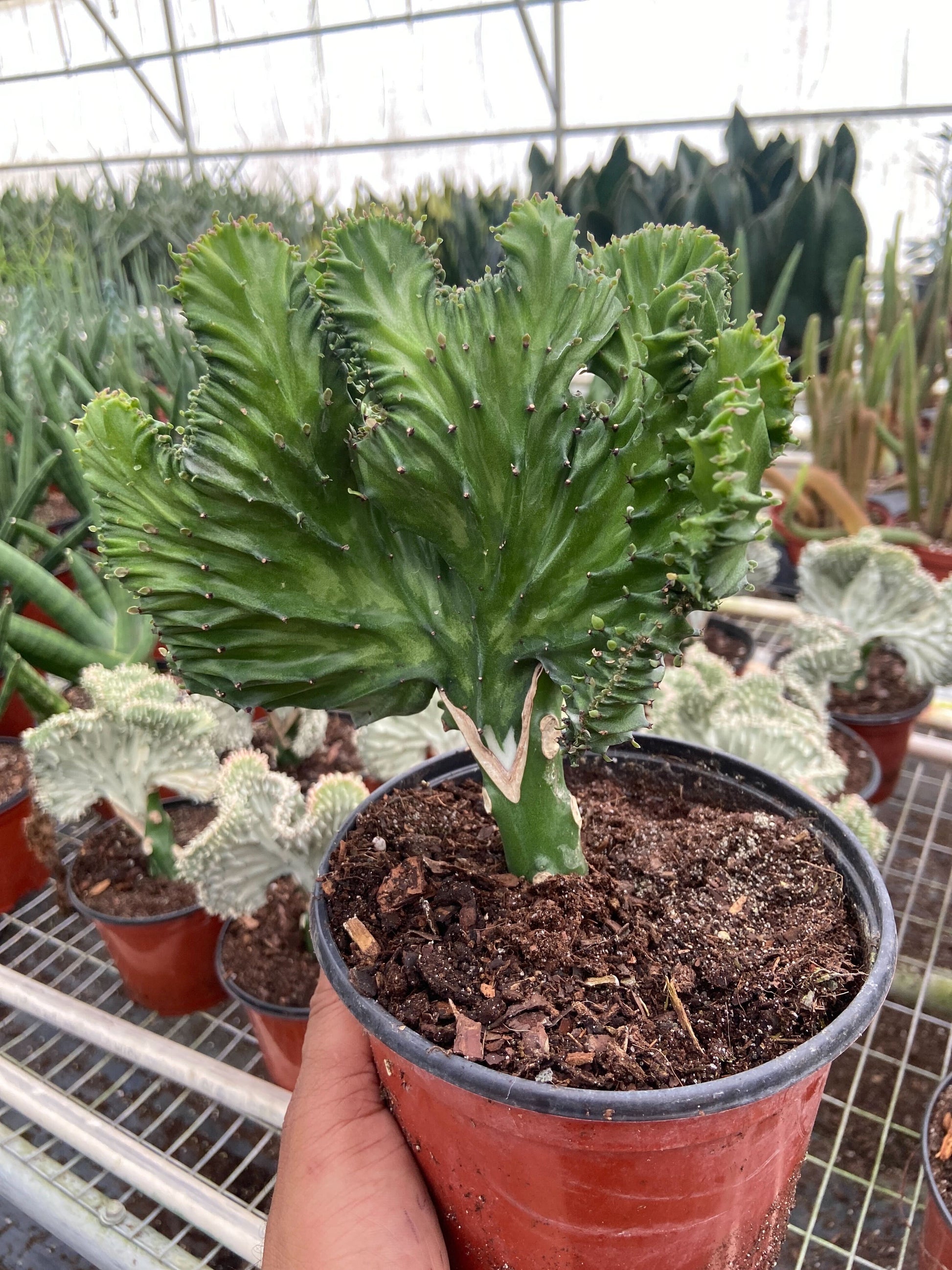 Succulent Euphorbia Lactea Mermaid Tail potted plant
