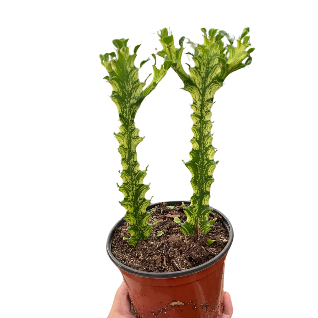 Euphorbia 'Mint Cream' potted plant
