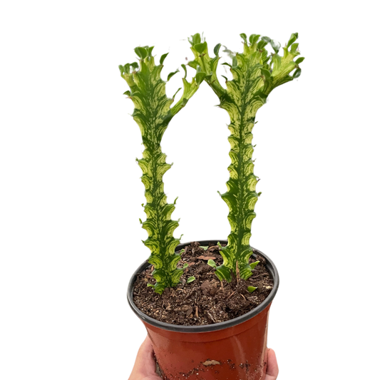 Euphorbia 'Mint Cream' potted plant