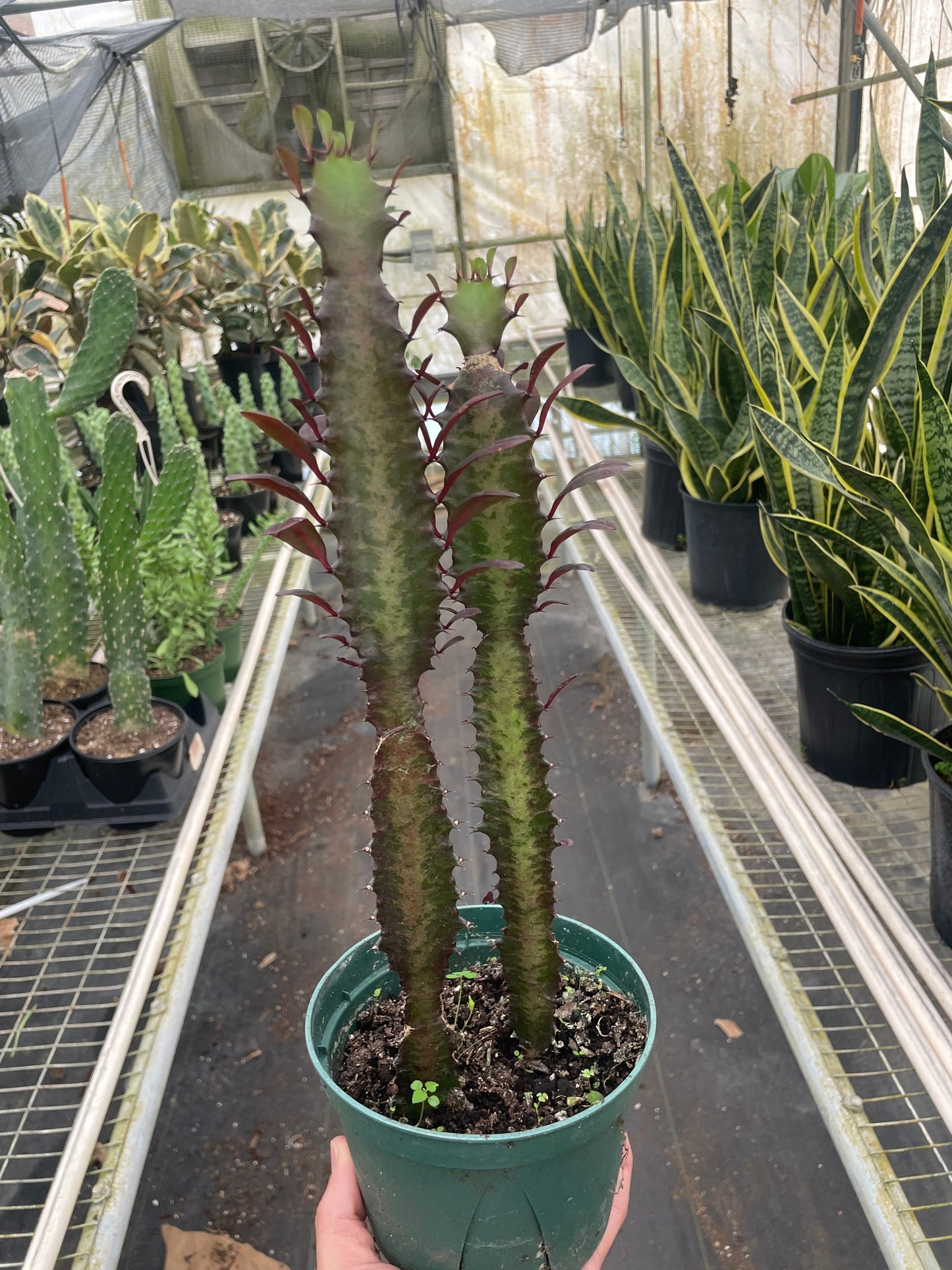 Succulent Euphorbia 'Trigona Rubra' potted plant