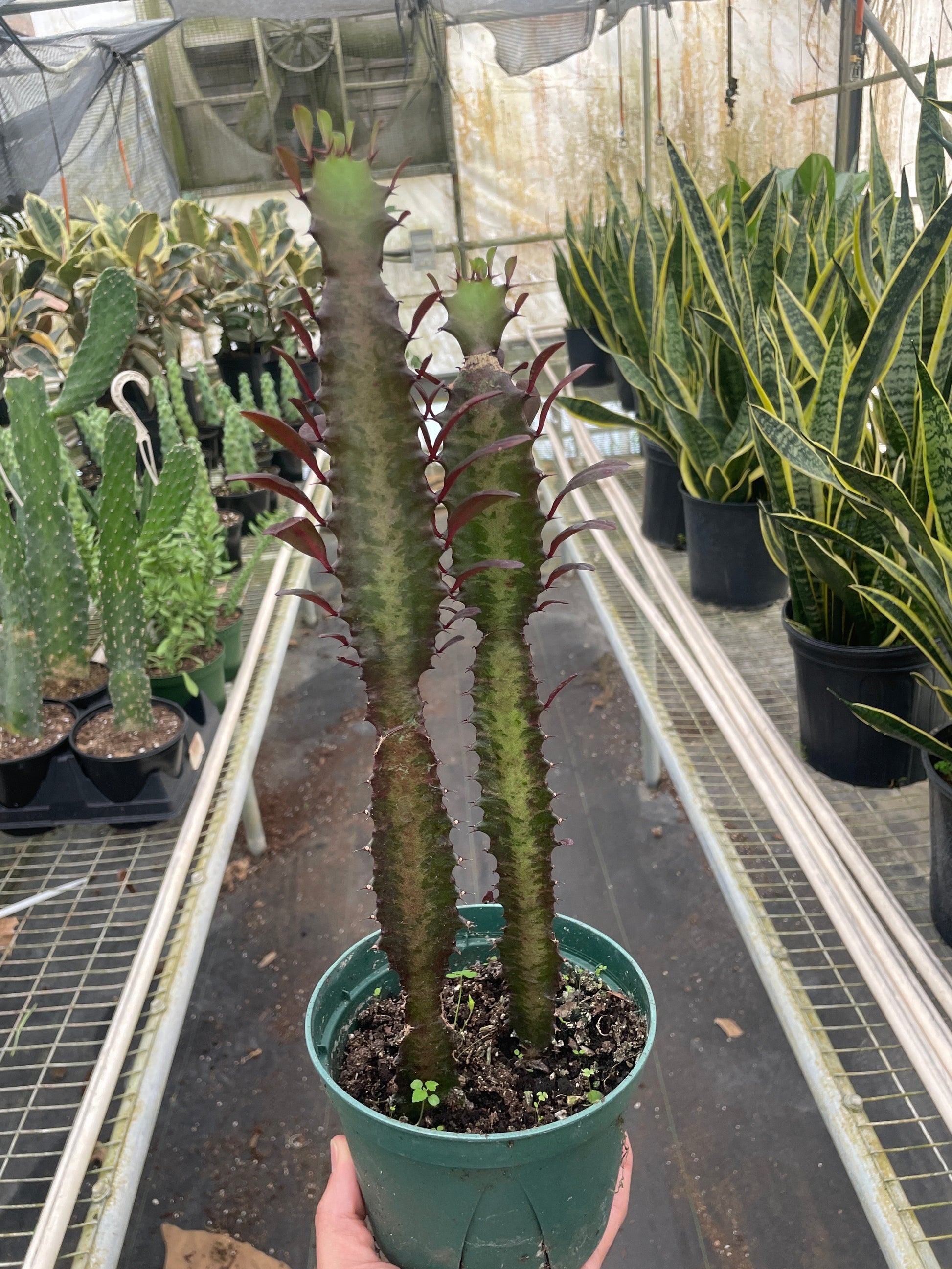 Succulent Euphorbia 'Trigona Rubra' potted plant