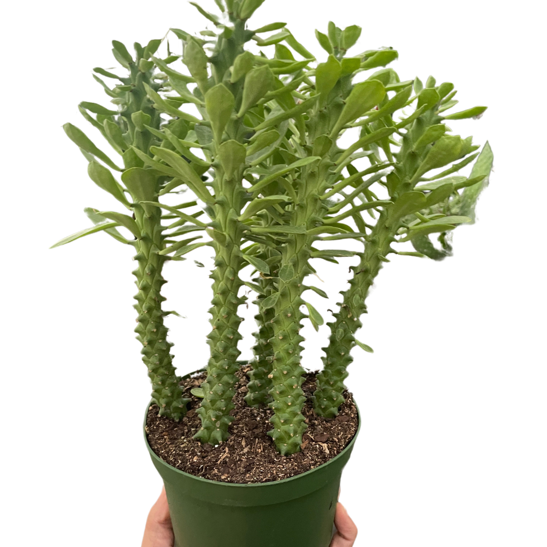 Euphorbia 'Sausage Spurge' potted plant