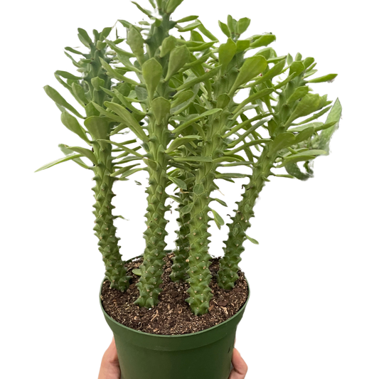Euphorbia 'Sausage Spurge' potted plant