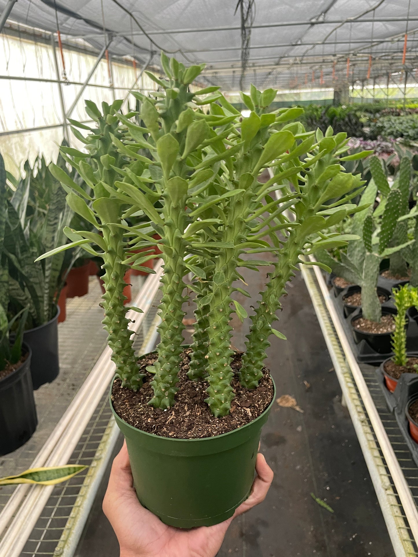 Euphorbia 'Sausage Spurge' potted plant