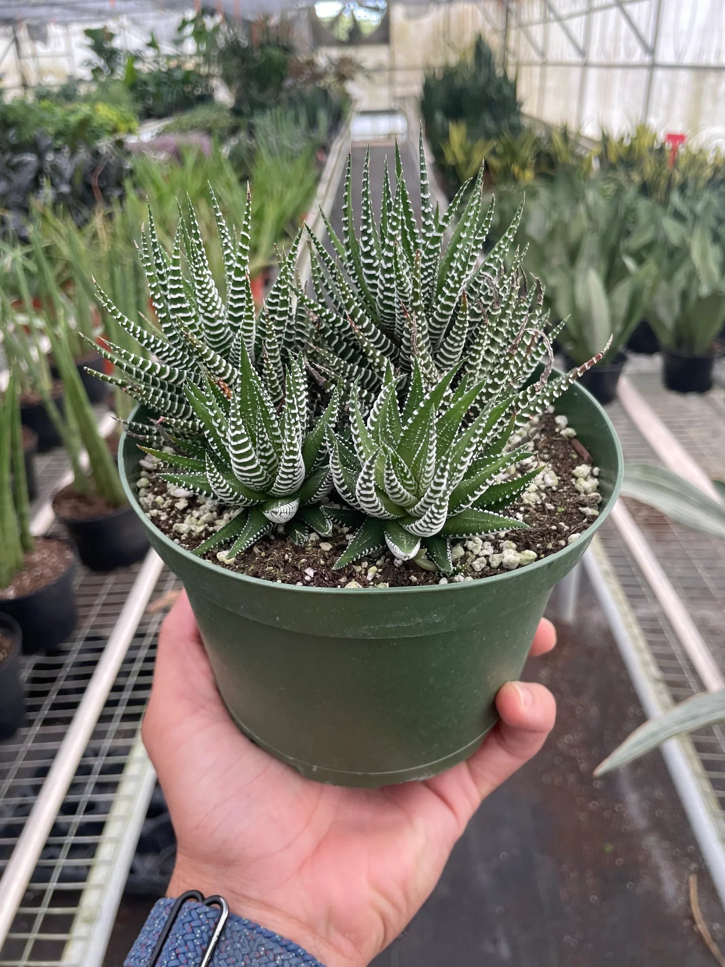 Zebra Succulent potted plant