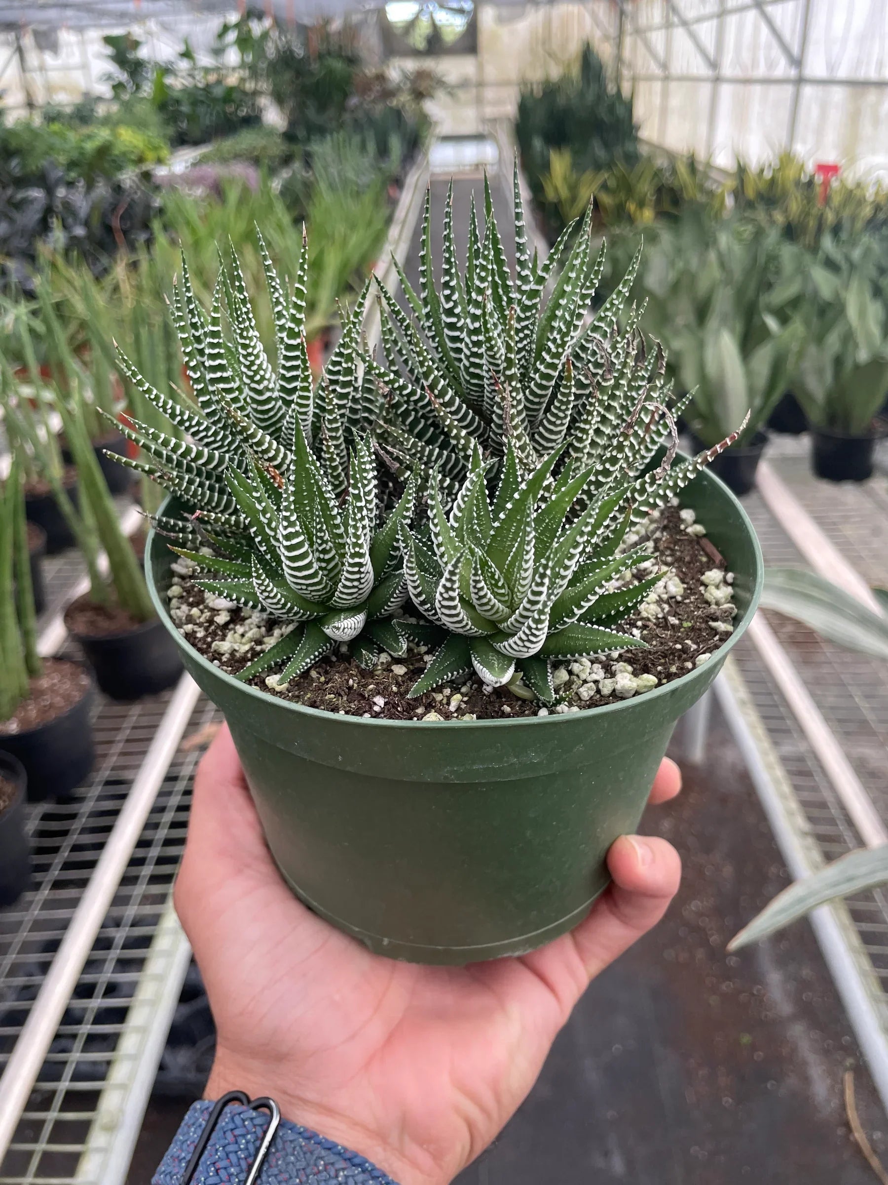Zebra Succulent potted plant