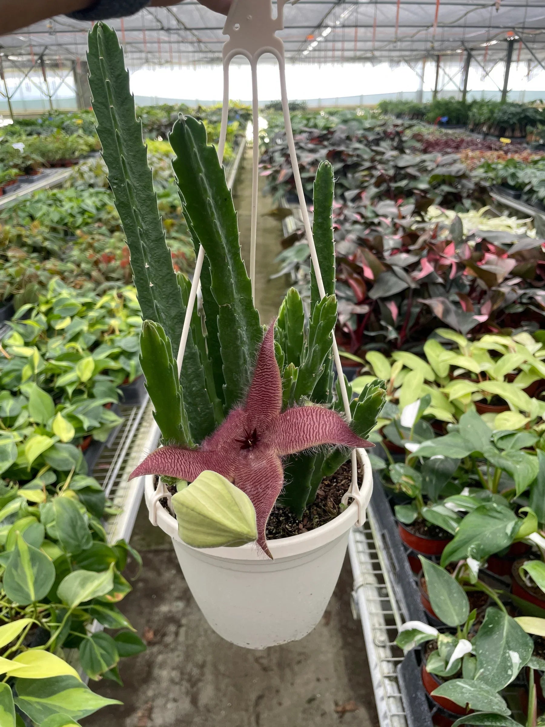 Red Dragon Flower (Huernia schneideriana) potted plant