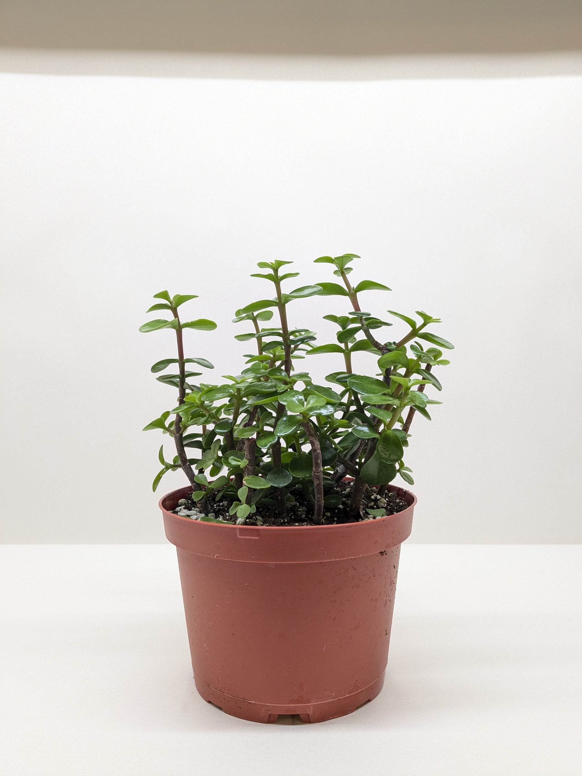 Succulent 'Elephant Bush' potted plant