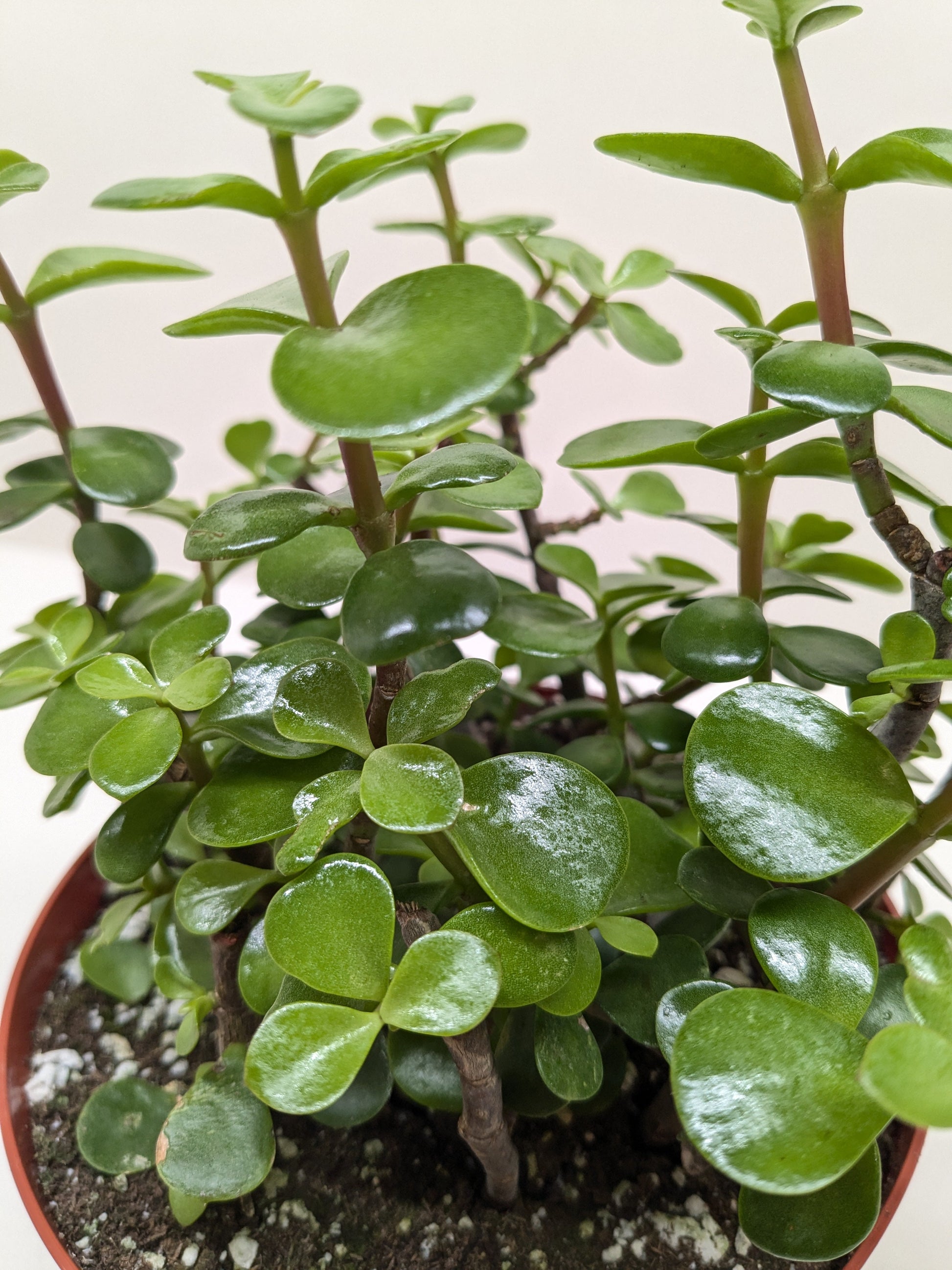 Succulent 'Elephant Bush' potted plant