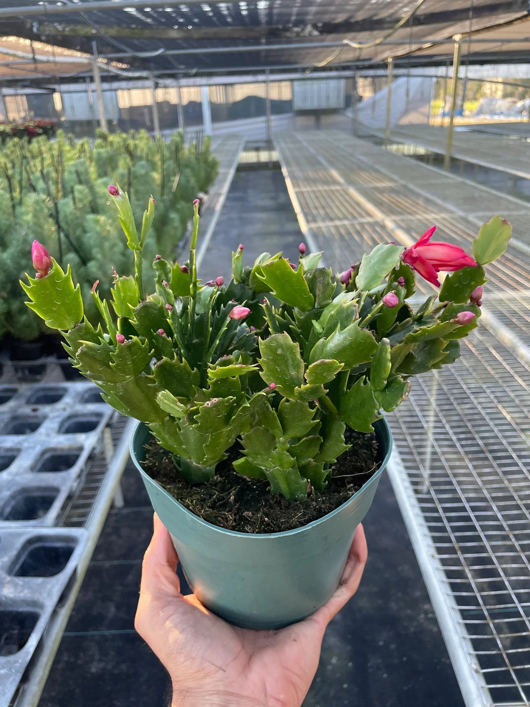 Zygocactus 'Christmas Cactus' potted plant