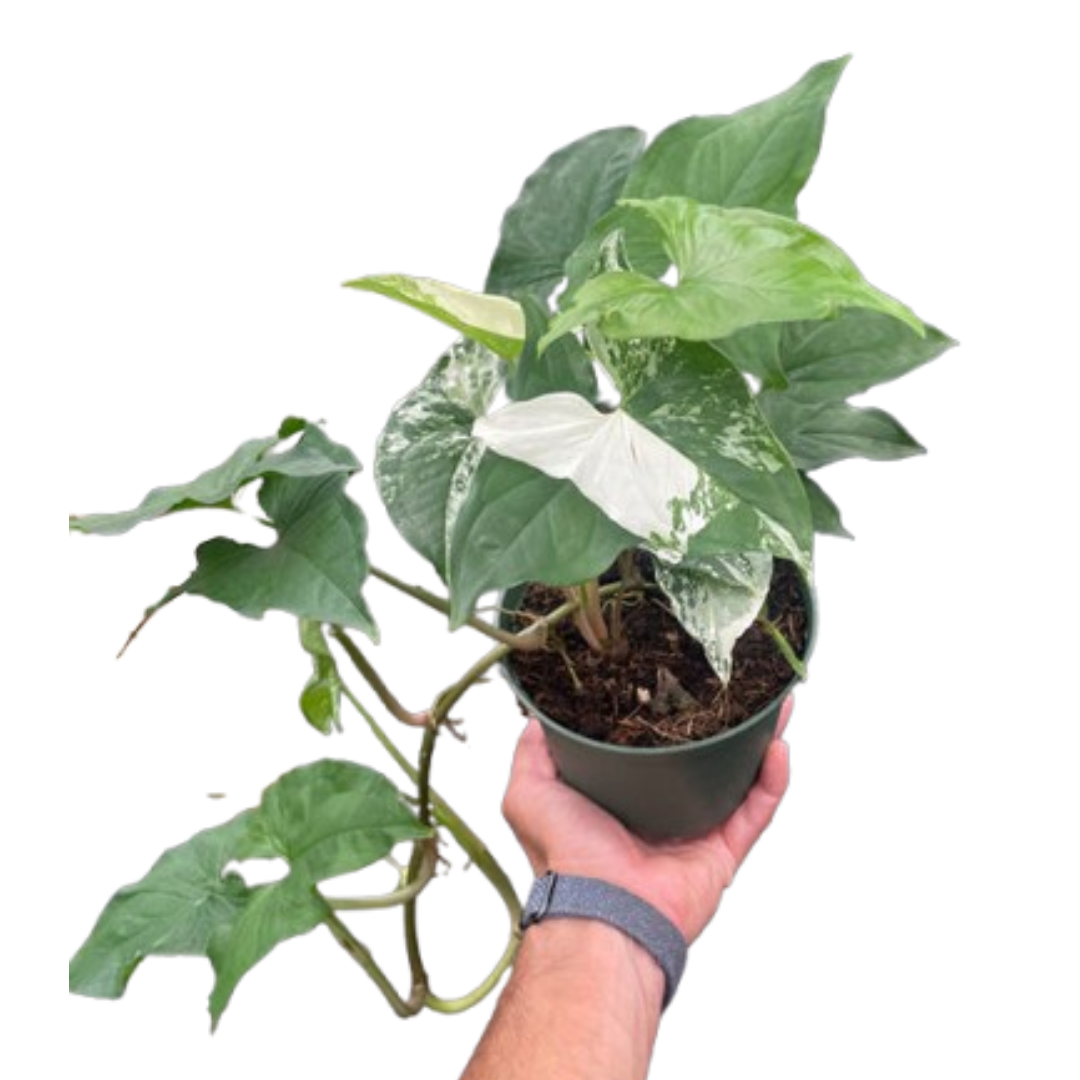 Syngonium 'Albo' potted plant
