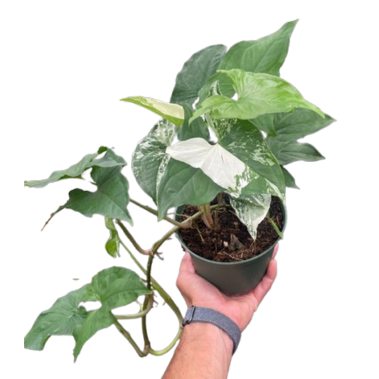 Syngonium 'Albo' potted plant