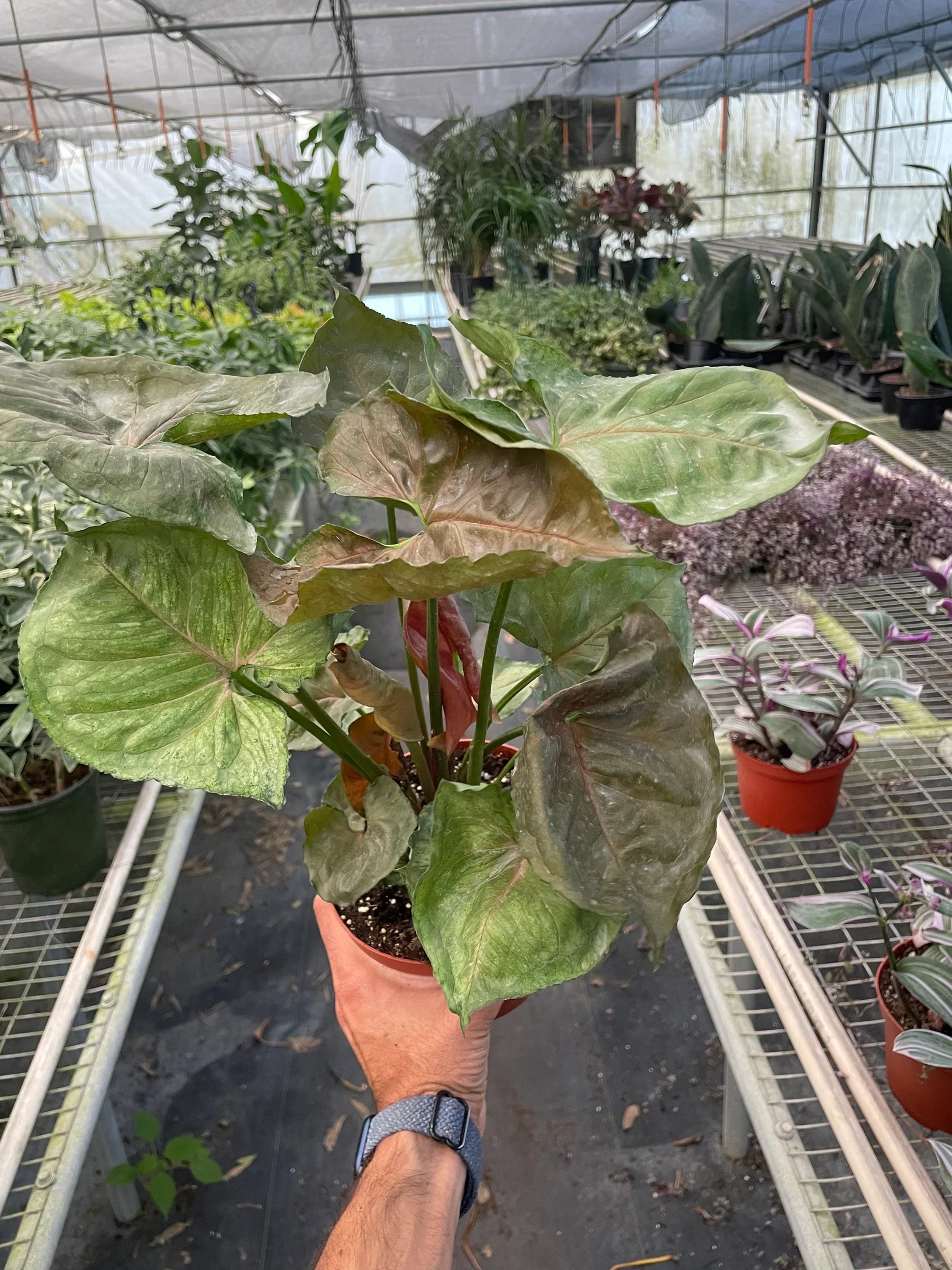 Syngonium Merry 4" potted plant