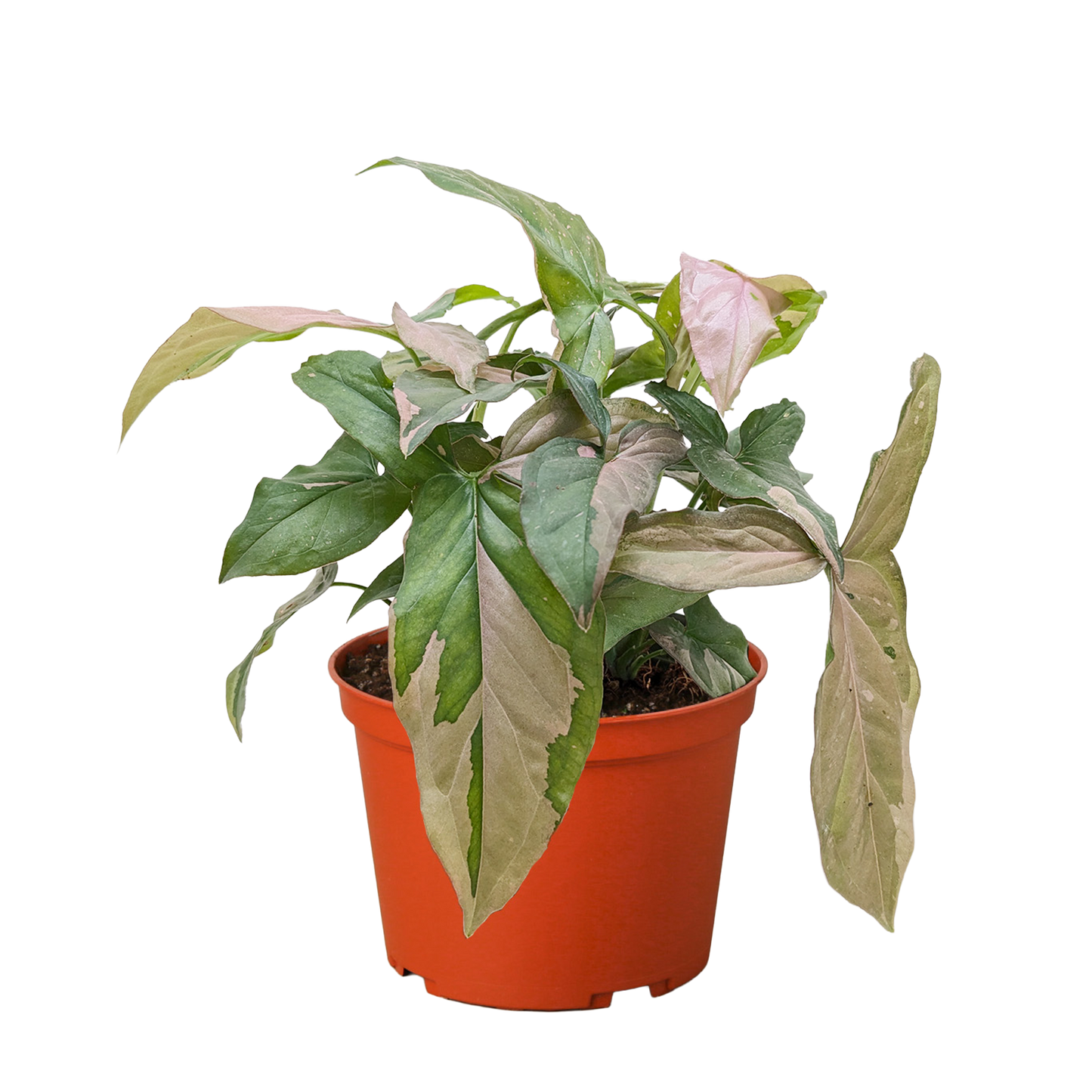 Syngonium 'Pink Splash' 4" potted plant