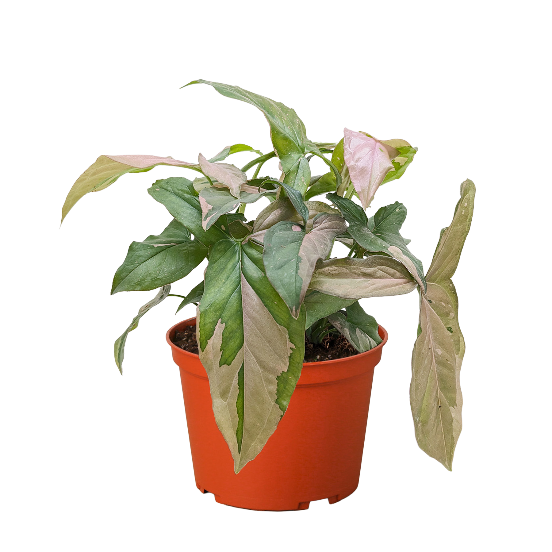 Syngonium 'Pink Splash' 4" potted plant