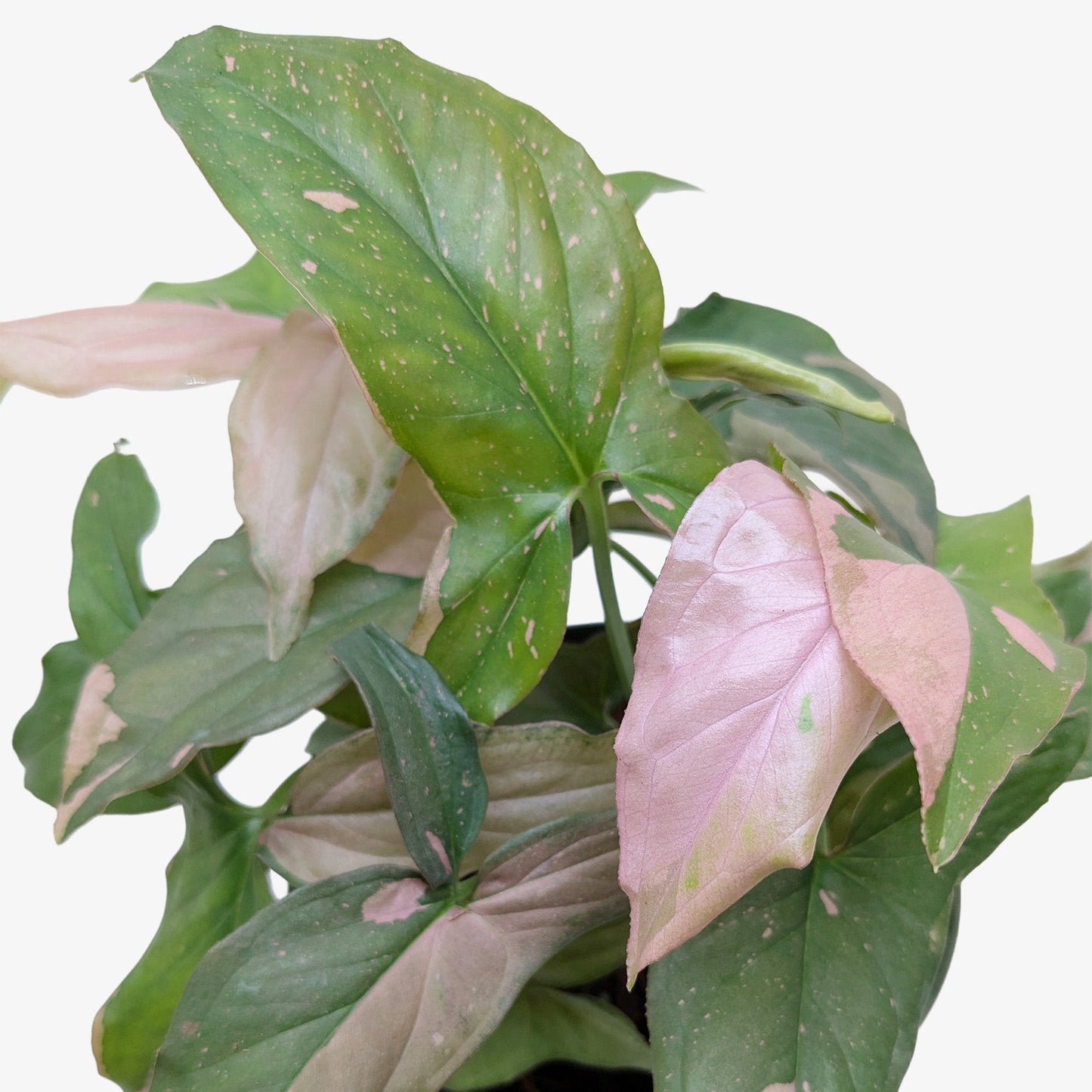Syngonium 'Pink Splash' 4" potted plant
