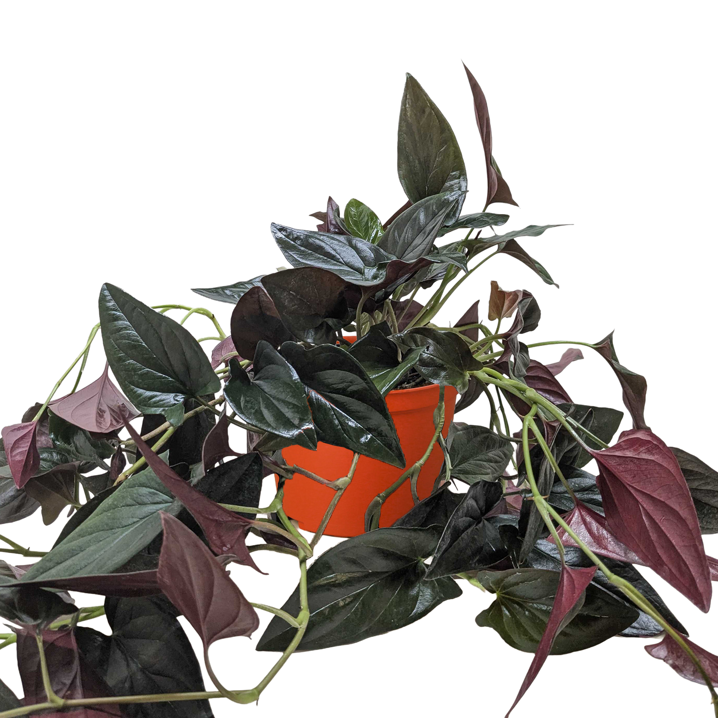 Syngonium 'Red Arrow' potted plant