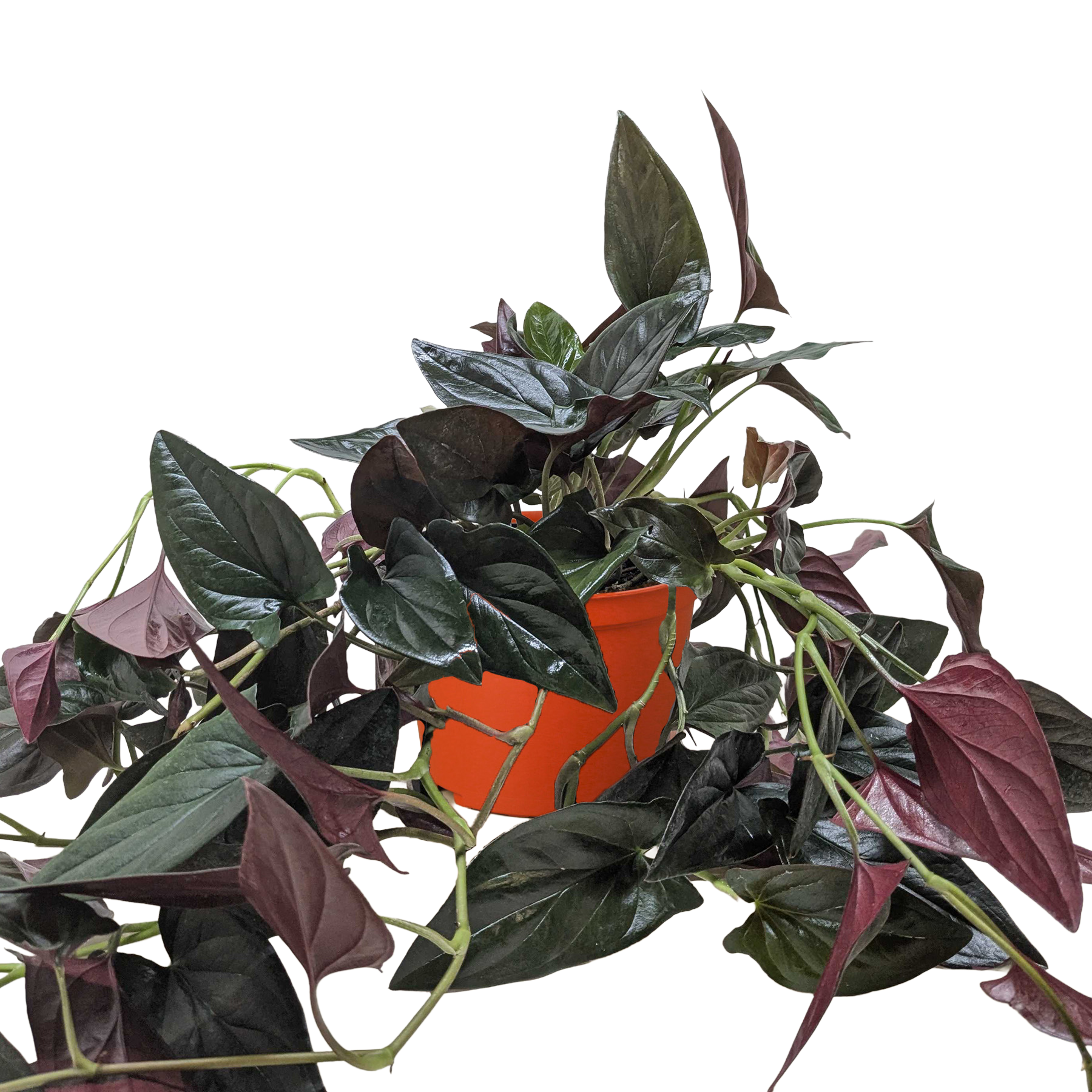 Syngonium 'Red Arrow' potted plant