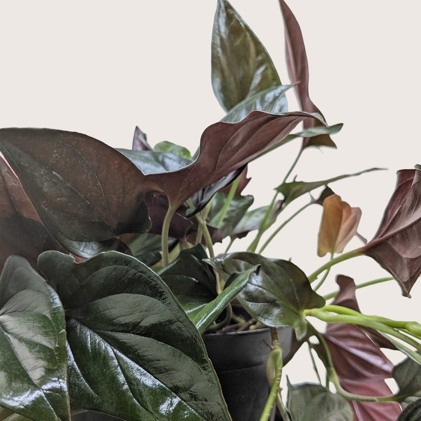 Syngonium 'Red Arrow' potted plant