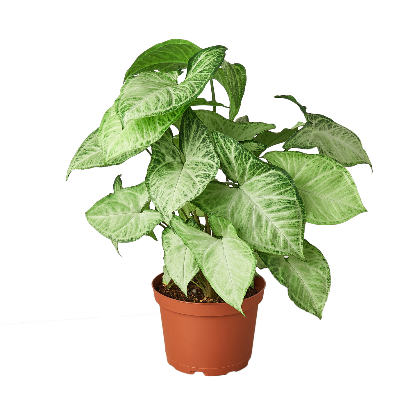 Syngonium White Butterfly 4" potted plant