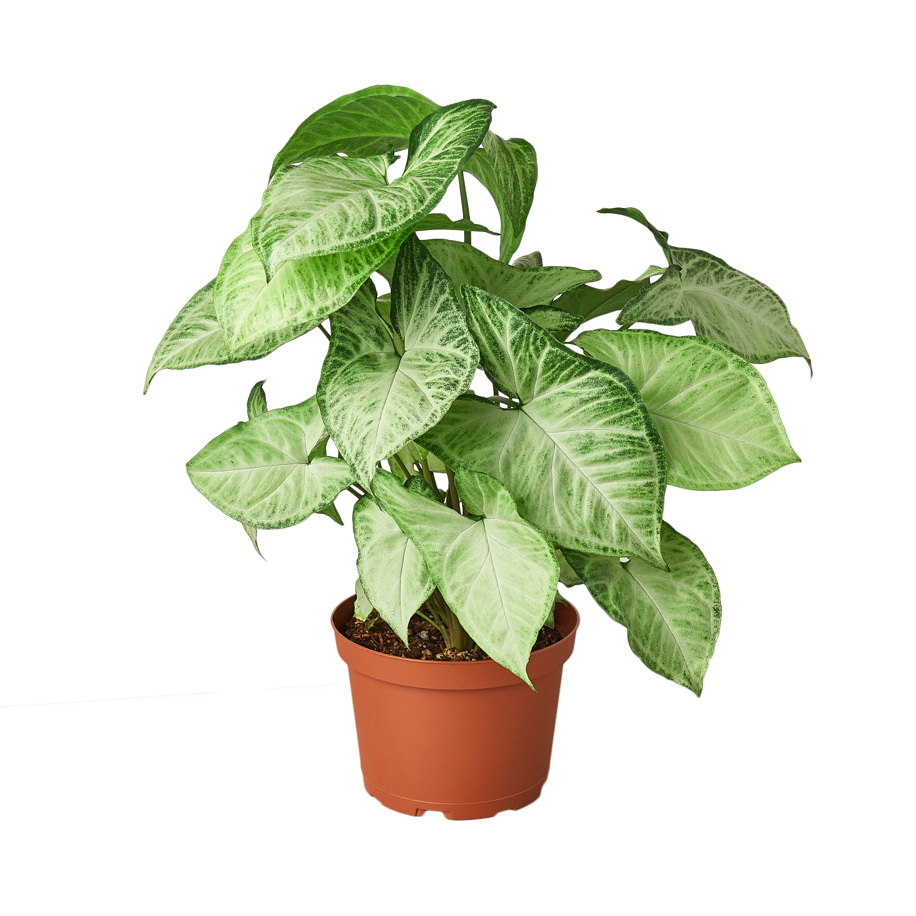 Syngonium White Butterfly 4" potted plant