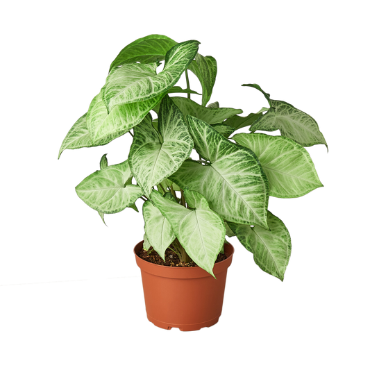 Syngonium White Butterfly 6" potted plant