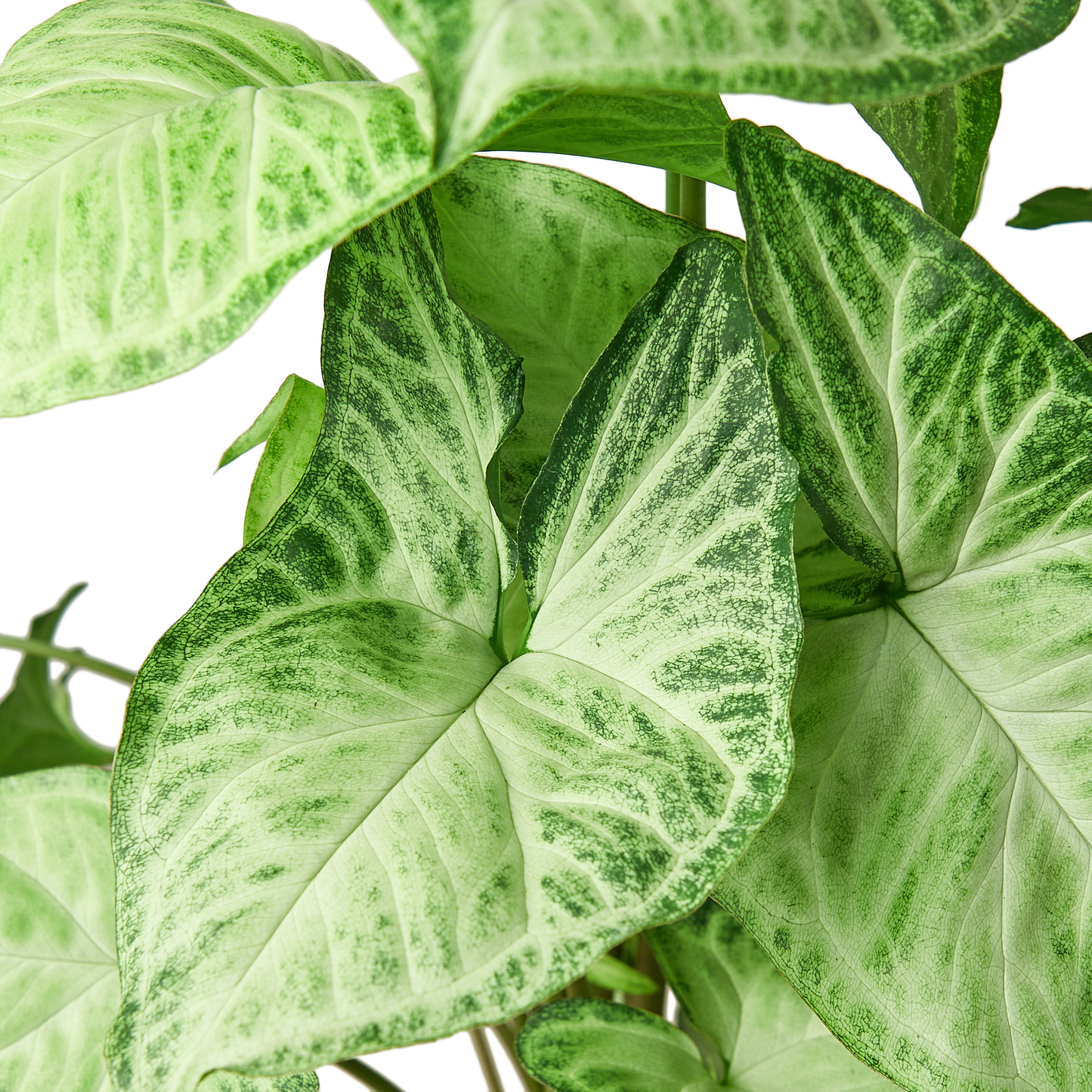 Syngonium White Butterfly 4" potted plant